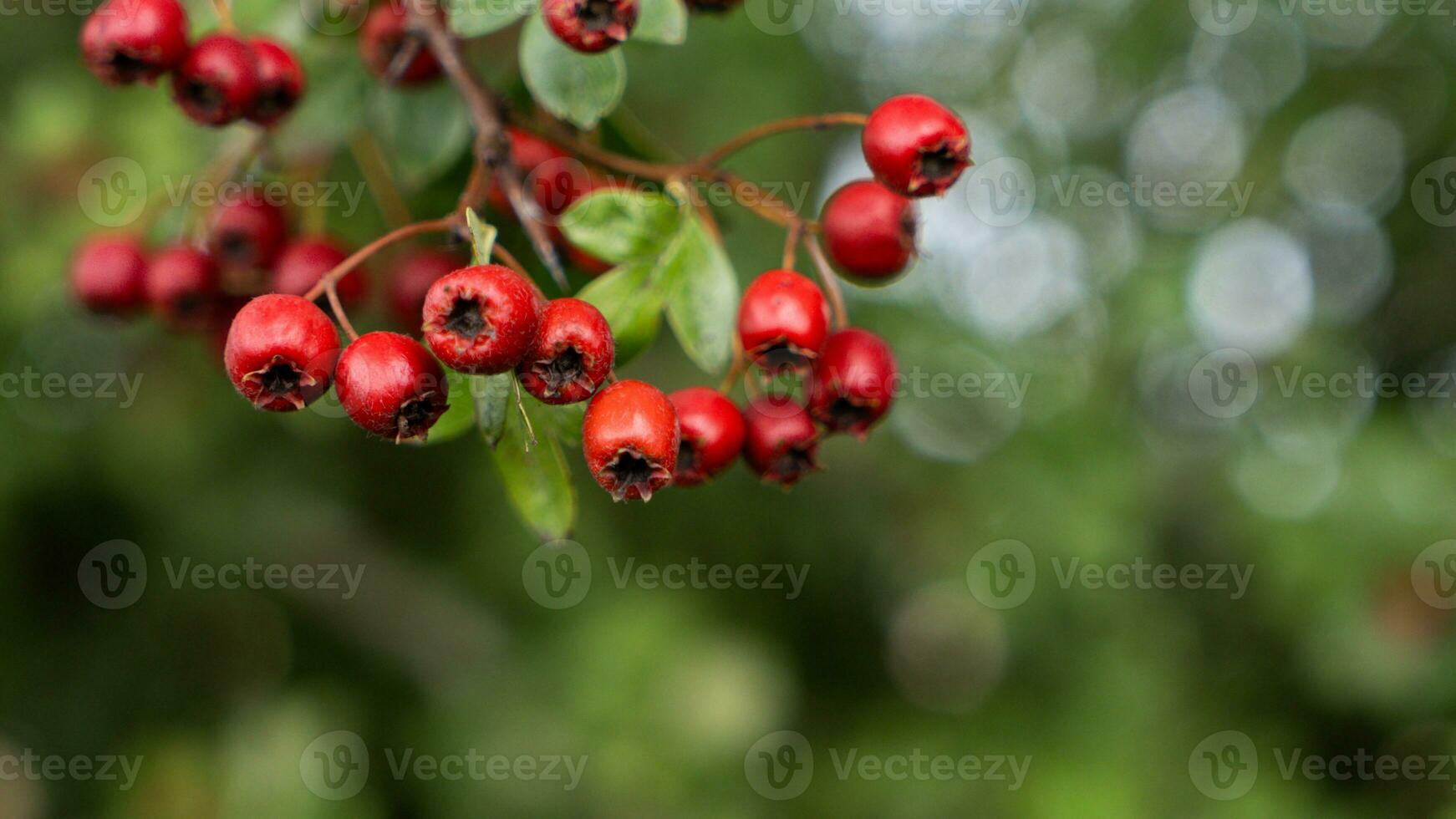 Macro Closeup of Ripe Hawthorn Berries in Autumn photo