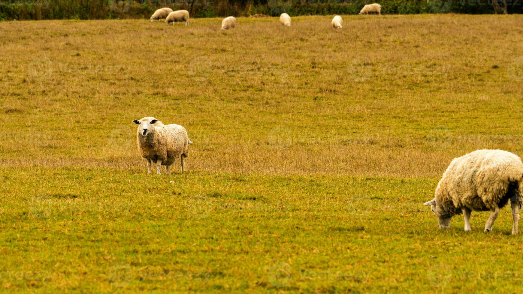 rebaño de lanoso oveja en un campo granja foto