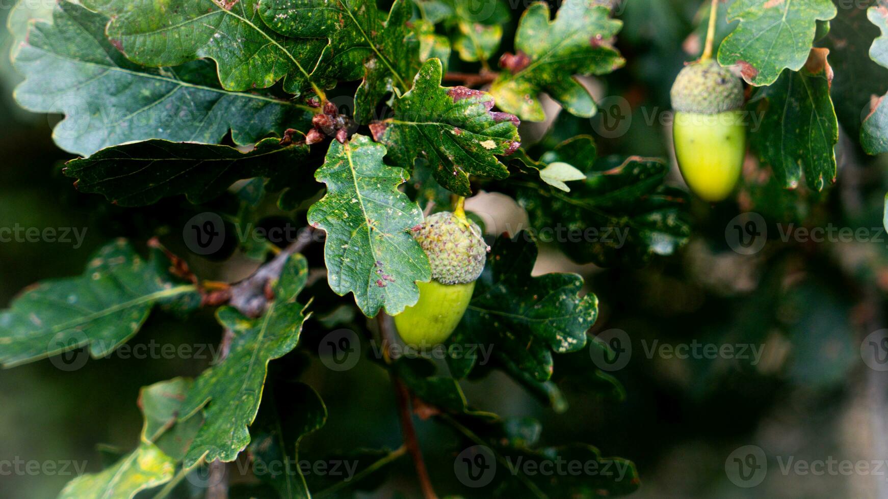 Detailed Macro Shot of European Oak Leaf and Acorn photo