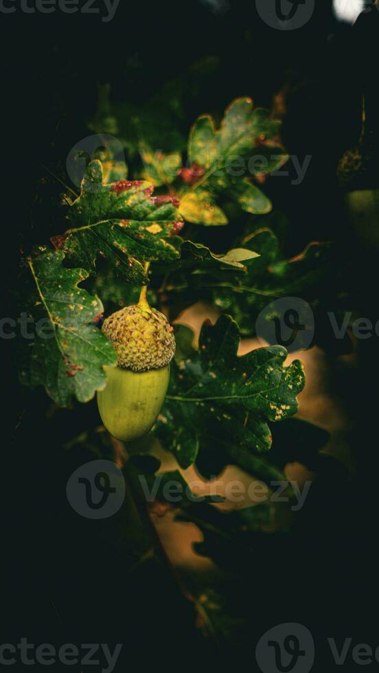 Detailed Macro Shot of European Oak Leaf and Acorn photo