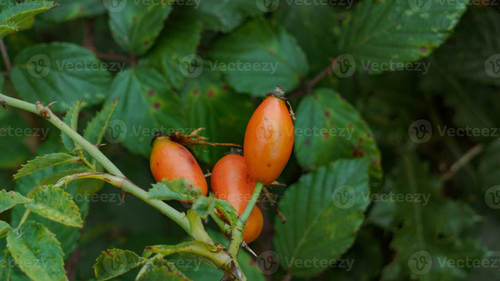 Macro Shot of Ripe Rose Hips in Nature photo