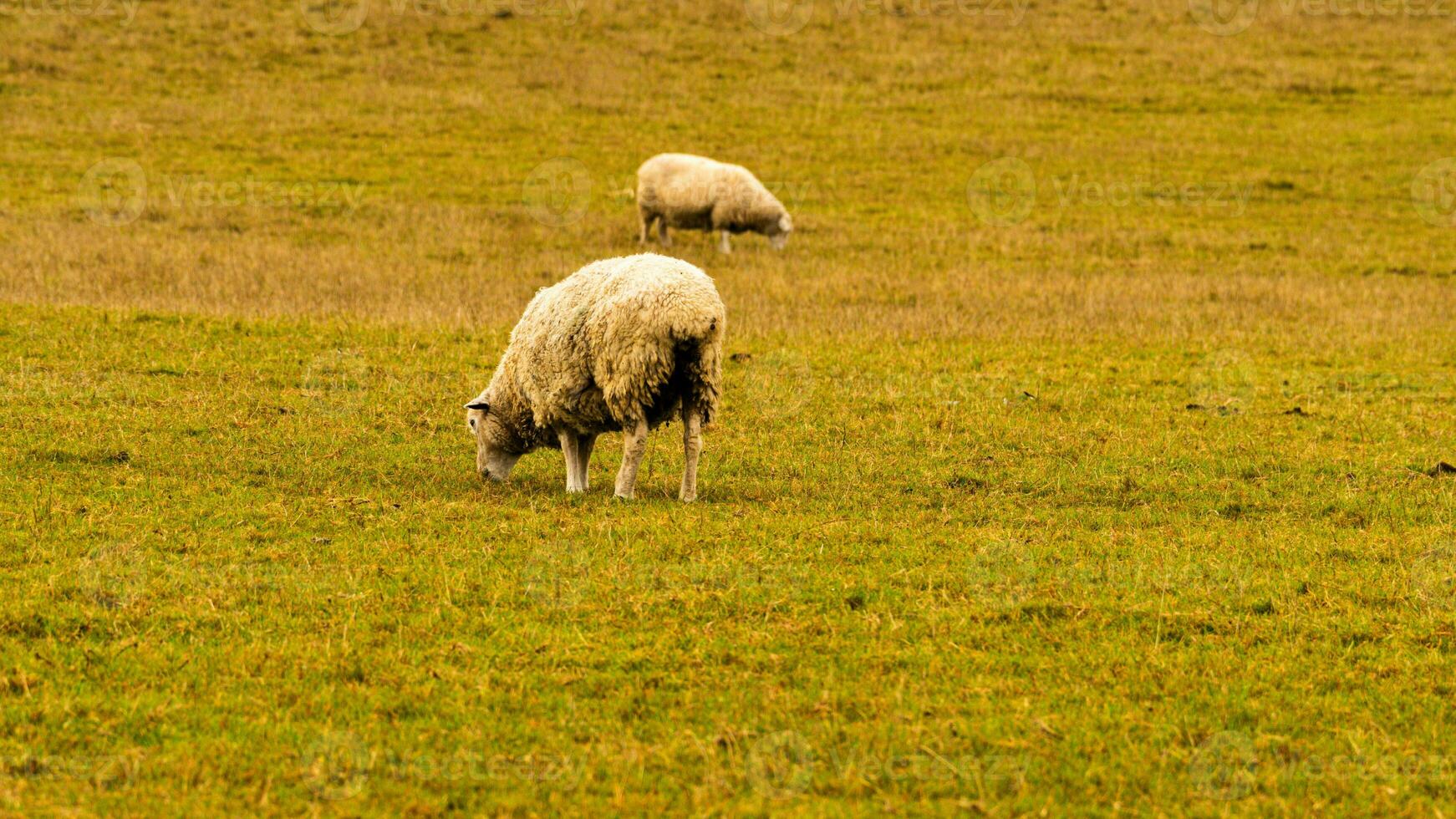 rebaño de lanoso oveja en un campo granja foto