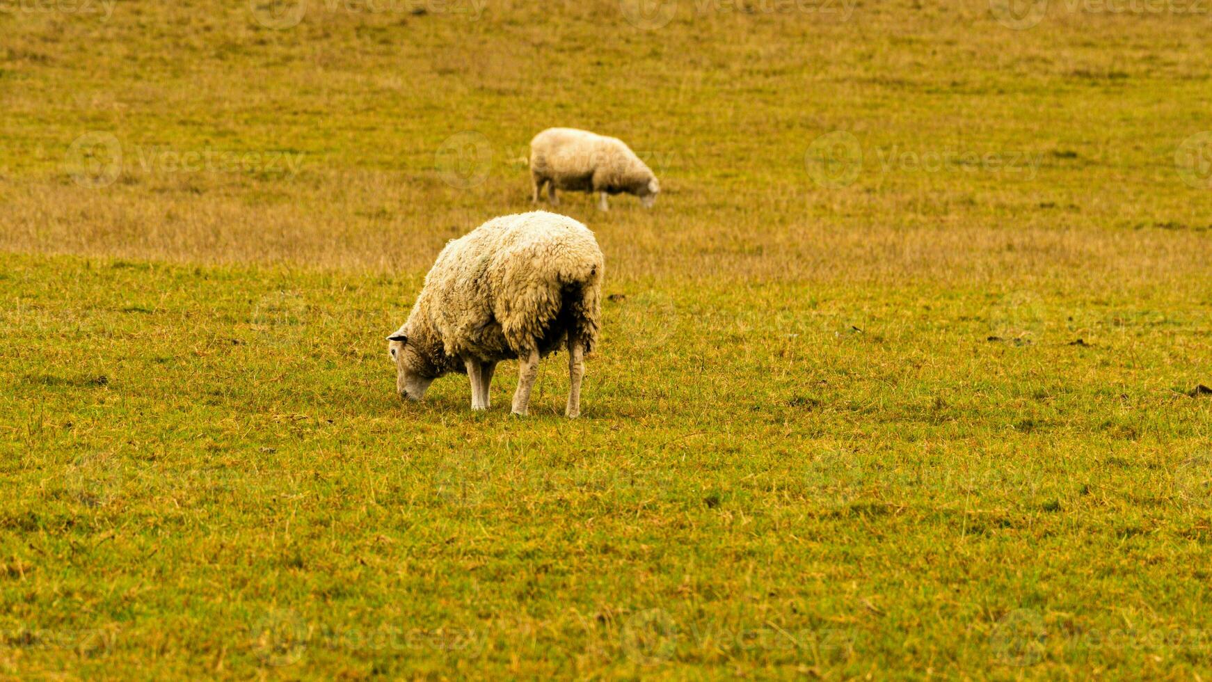 rebaño de lanoso oveja en un campo granja foto