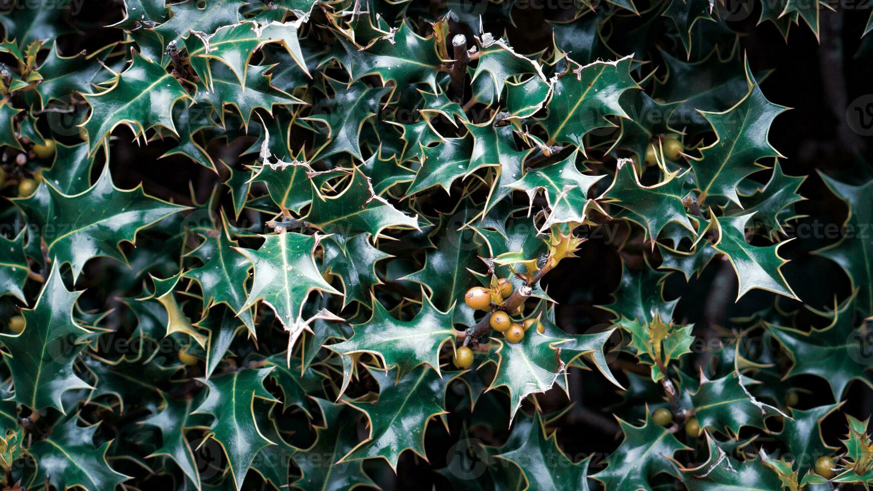 Tropical Jungle Abstract Top View Foliage photo