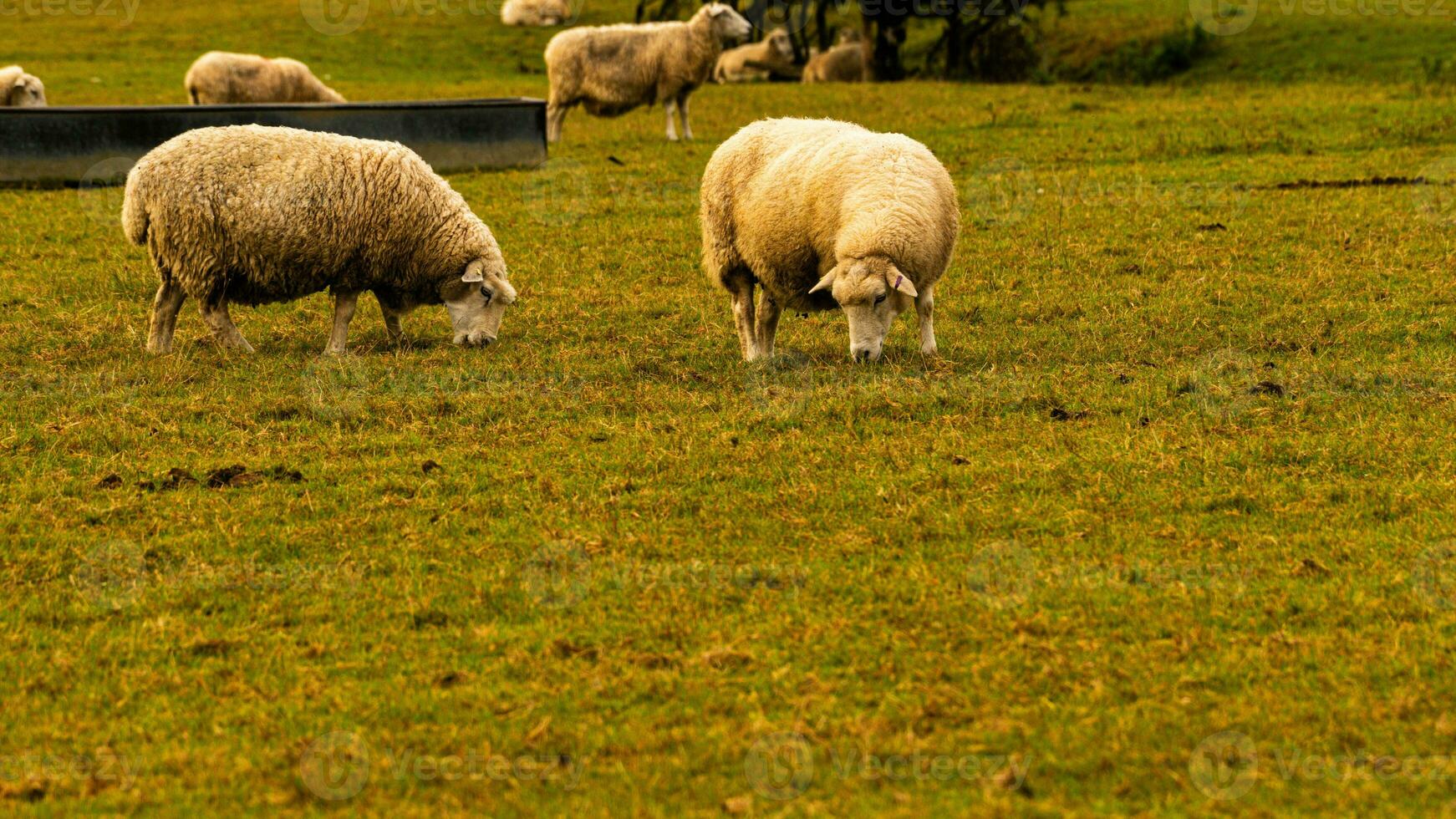 rebaño de lanoso oveja en un campo granja foto