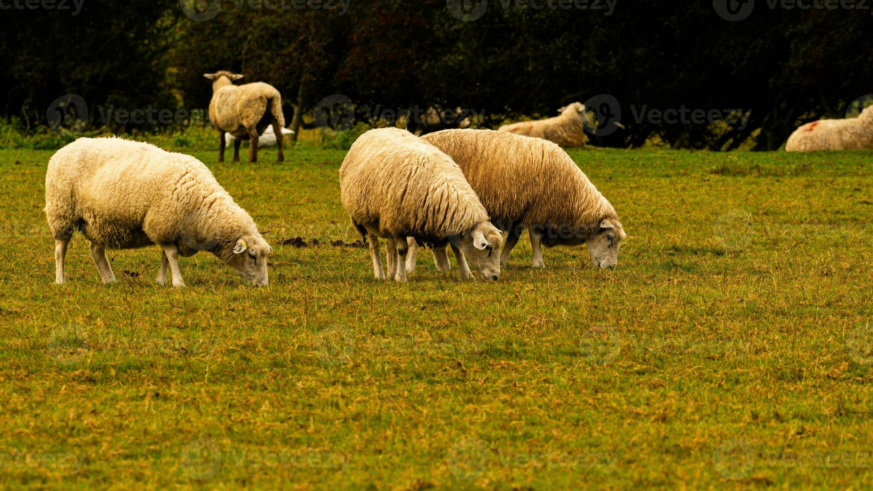 rebaño de lanoso oveja en un campo granja foto
