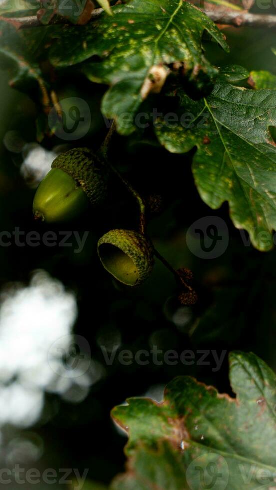 Detailed Macro Shot of European Oak Leaf and Acorn photo