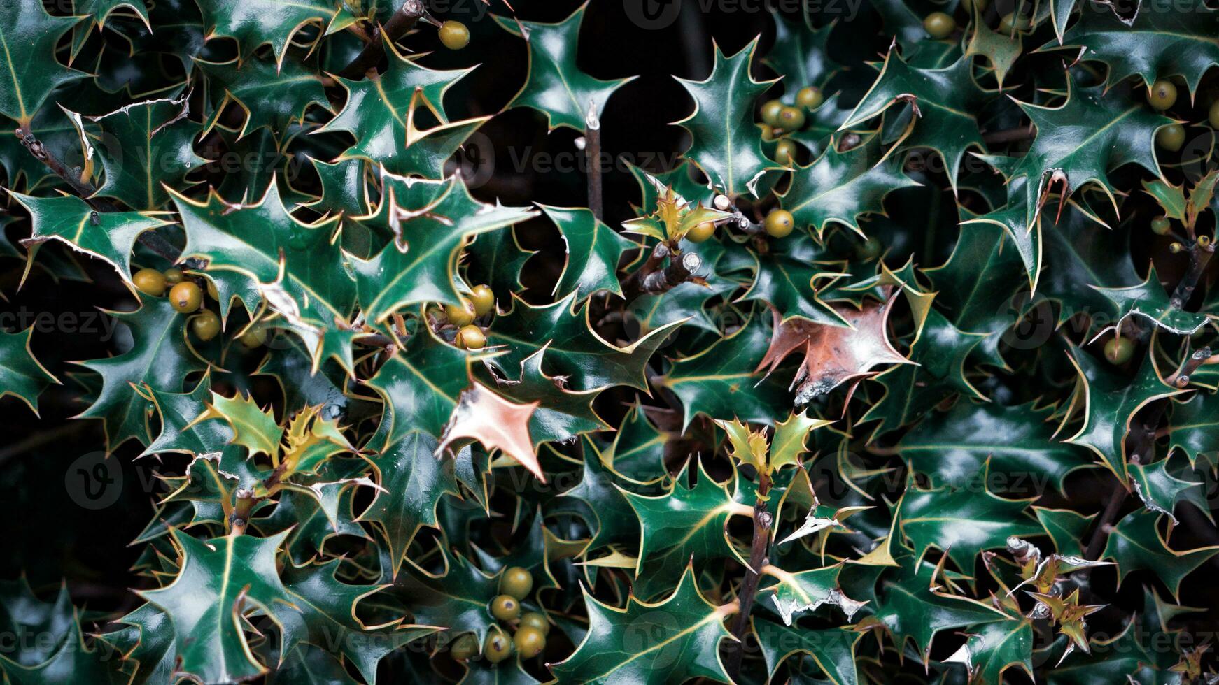 Tropical Jungle Abstract Top View Foliage photo