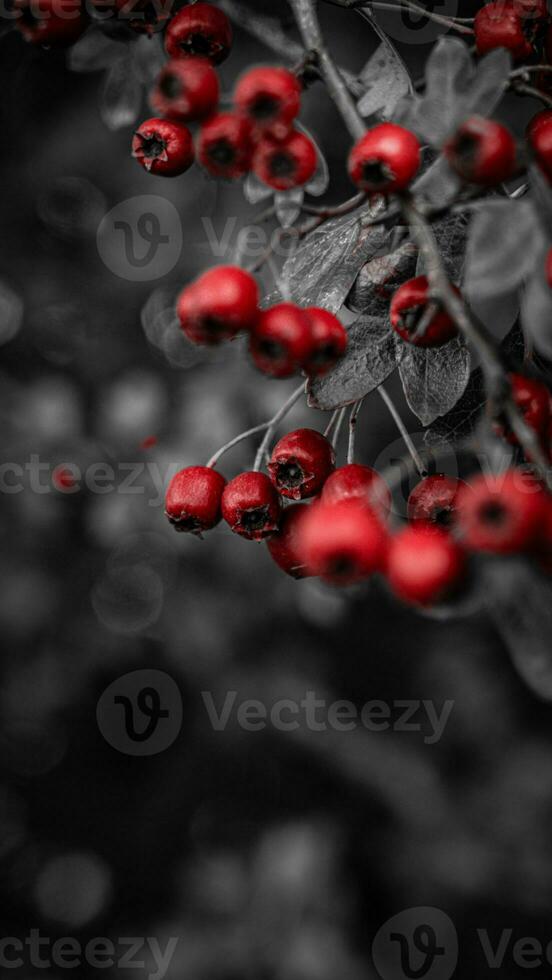 Macro Closeup of Ripe Hawthorn Berries in Autumn photo