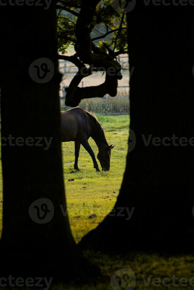 Horses in field at sunset sunrise photo