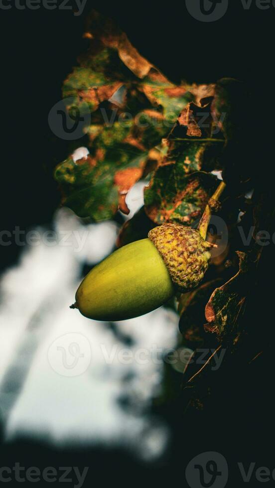 Detailed Macro Shot of European Oak Leaf and Acorn photo