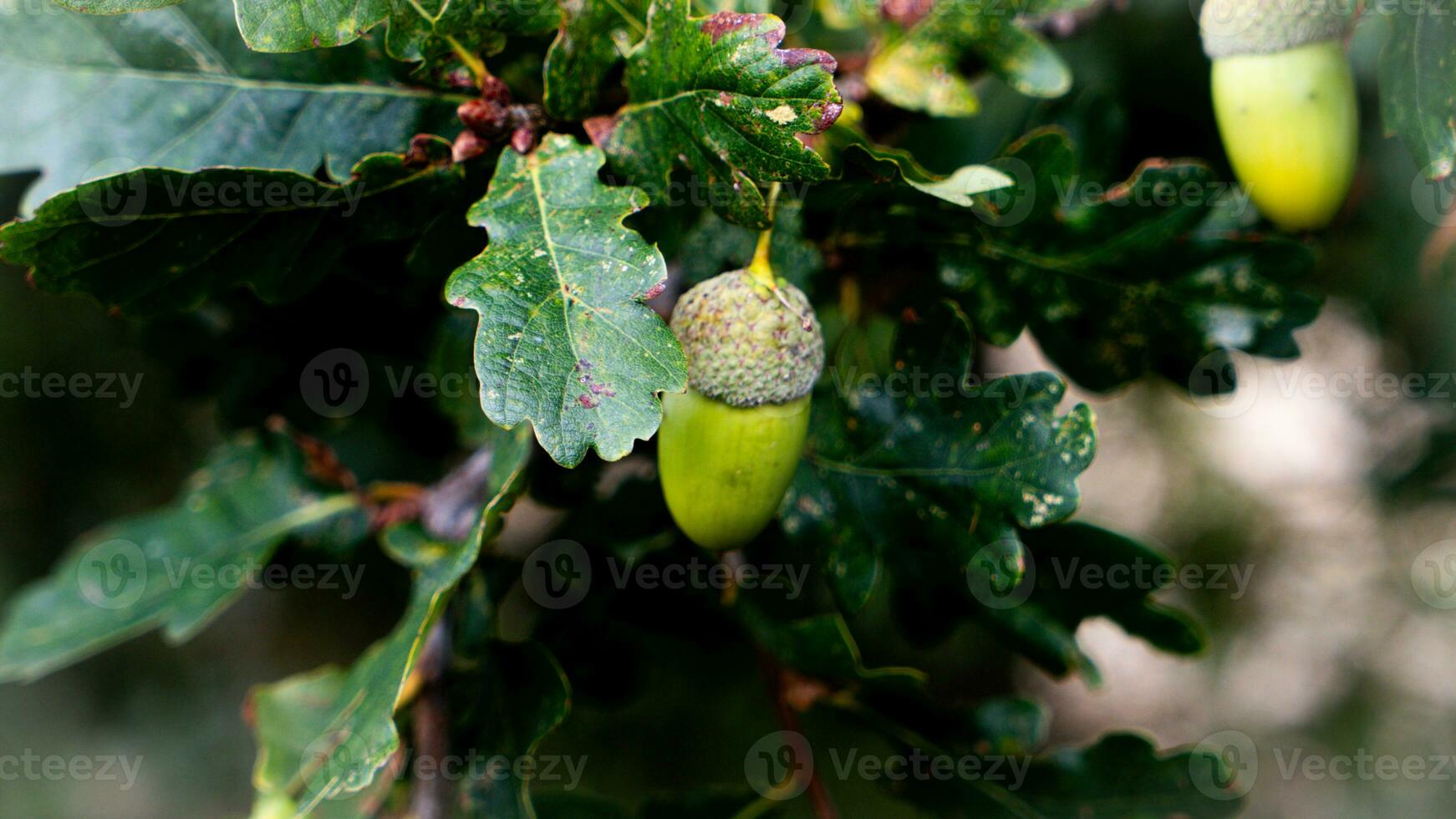 detallado macro Disparo de europeo roble hoja y bellota foto