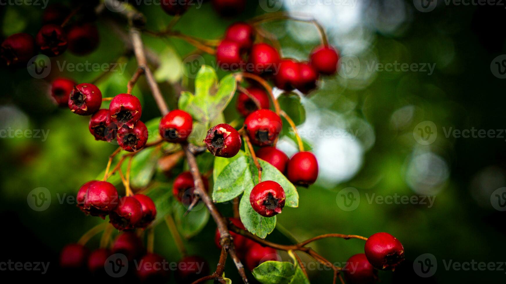 Macro Closeup of Ripe Hawthorn Berries in Autumn photo