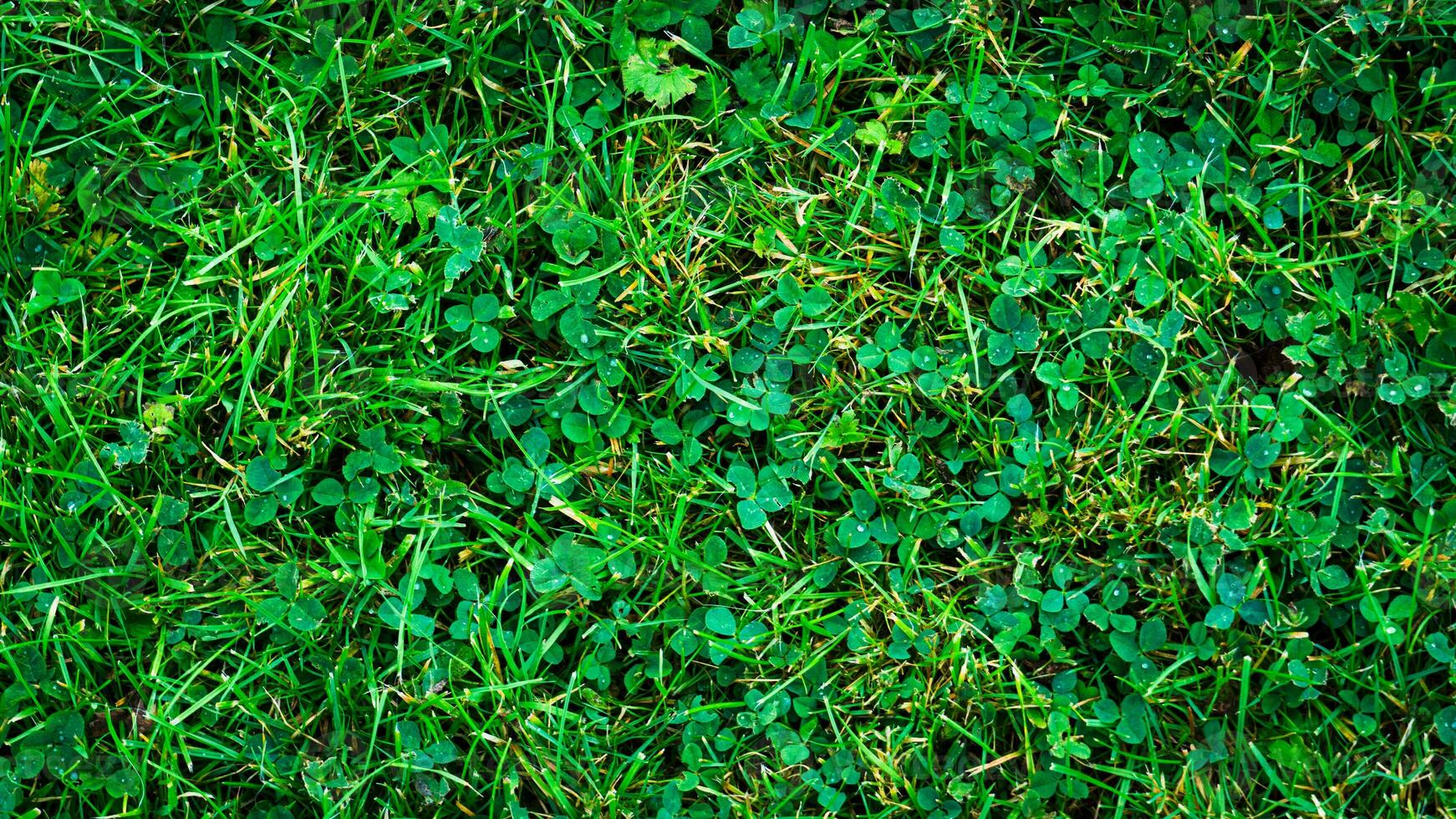 Texture background of green grass photo