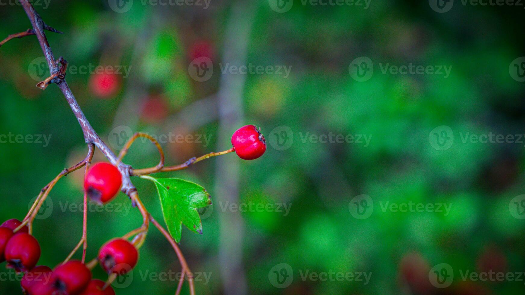 Macro Closeup of Ripe Hawthorn Berries in Autumn photo