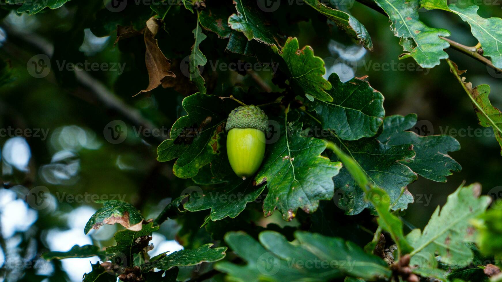 Detailed Macro Shot of European Oak Leaf and Acorn photo