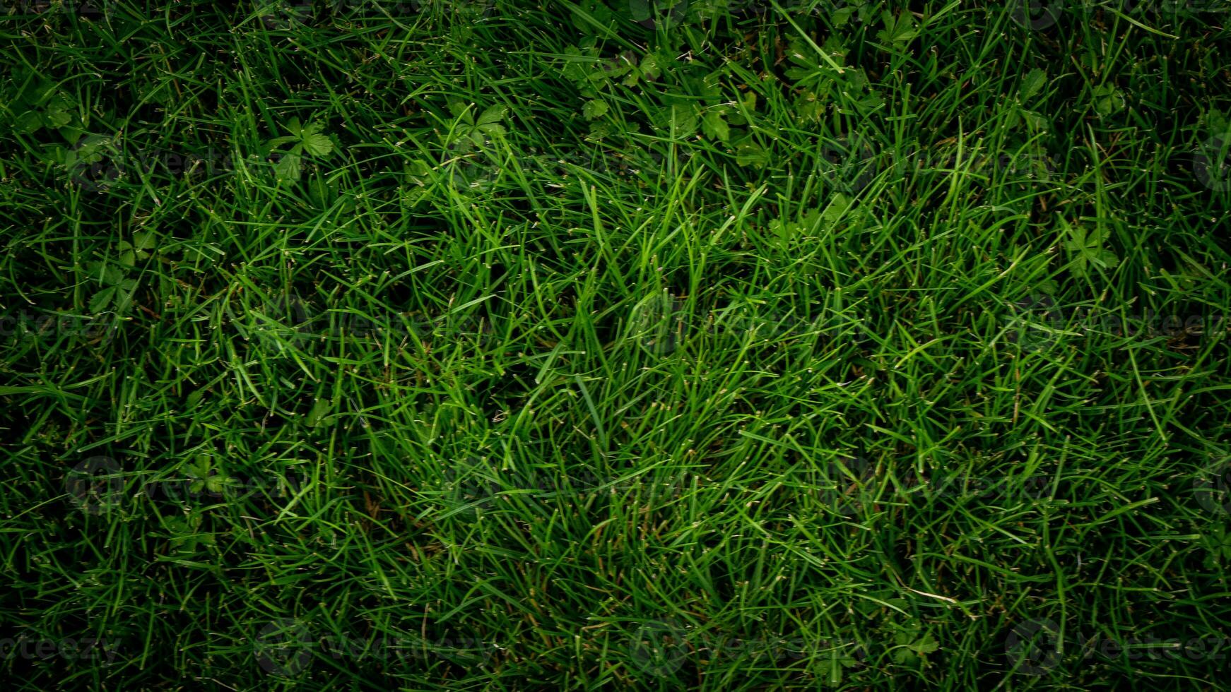 Texture background of green grass photo