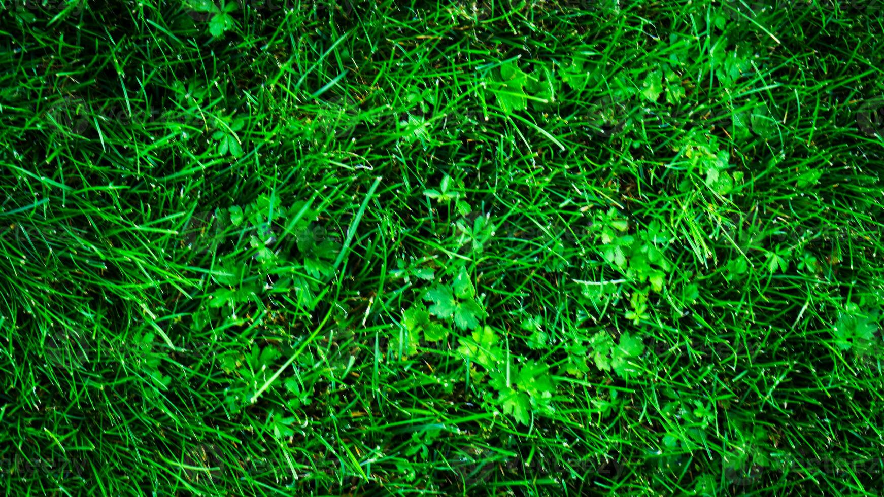 Texture background of green grass photo