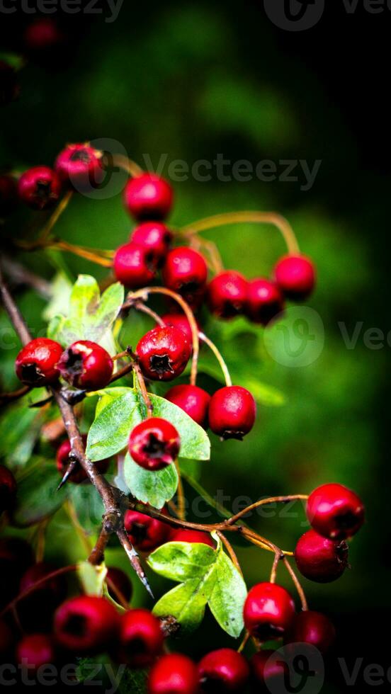 Macro Closeup of Ripe Hawthorn Berries in Autumn photo