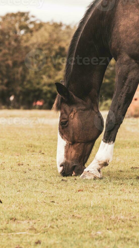 Chestnut Beauty Closeup of a Stunning Horse photo