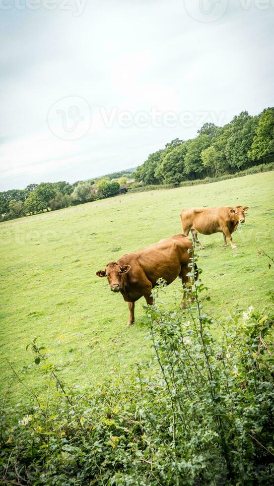 Rural Meadow Grazing Brown Cattle in Green Pasture photo