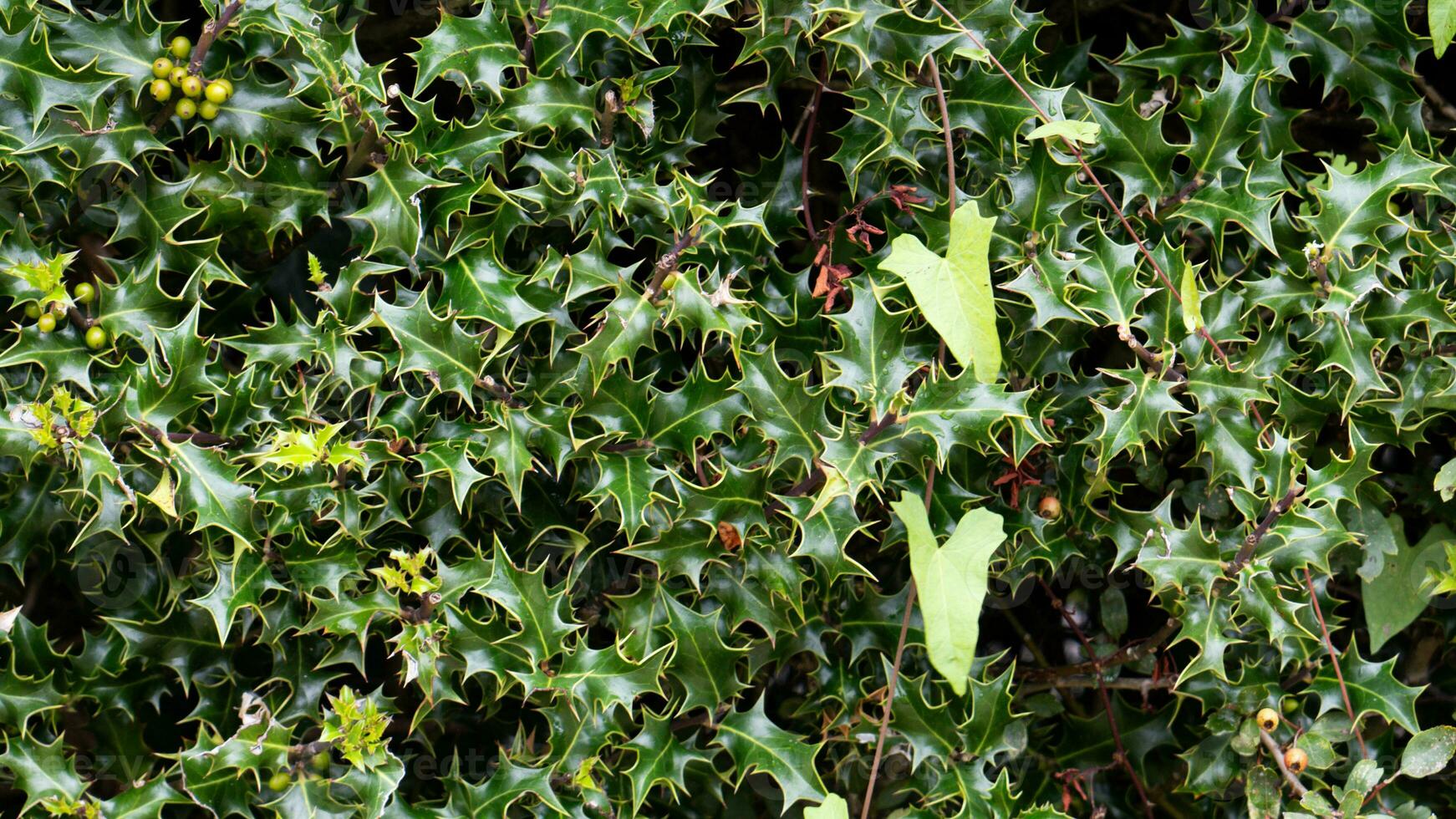 Tropical Jungle Abstract Top View Foliage photo