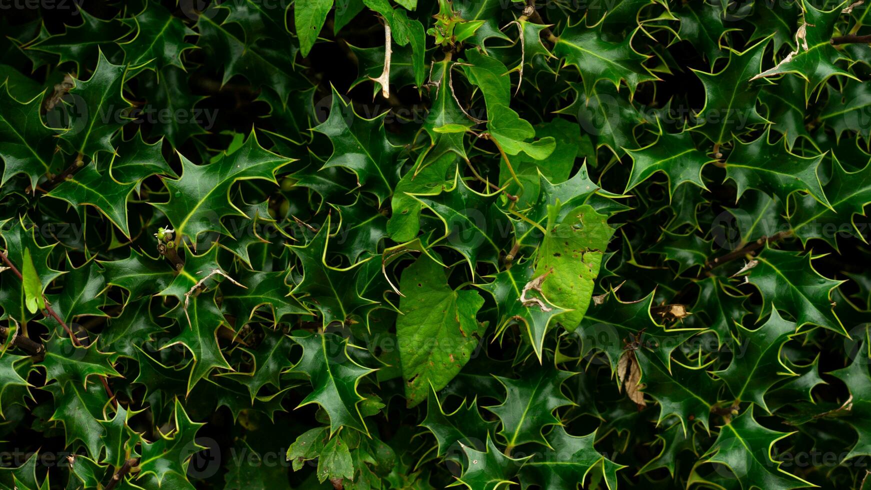 Tropical Jungle Abstract Top View Foliage photo