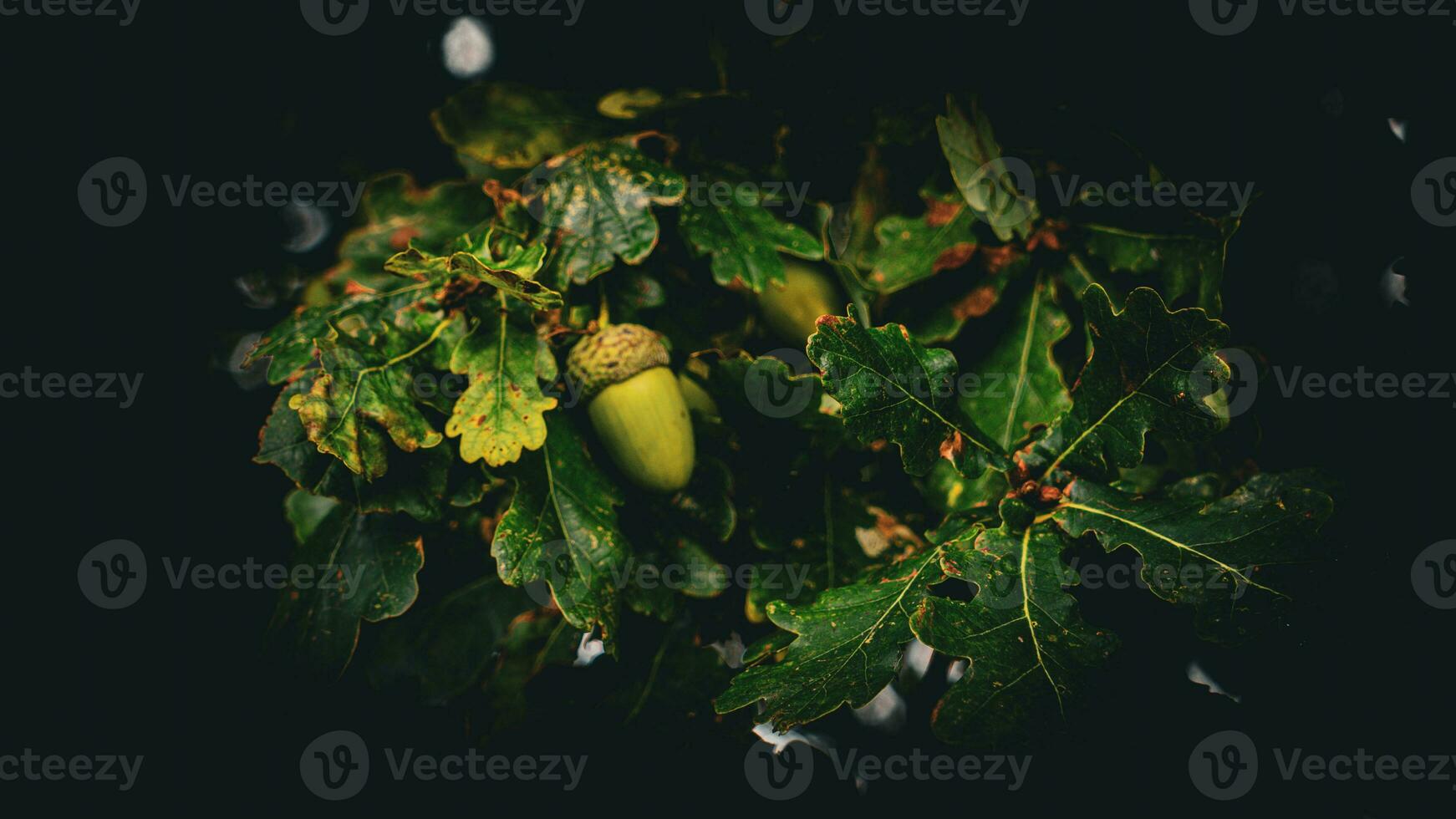 Detailed Macro Shot of European Oak Leaf and Acorn photo