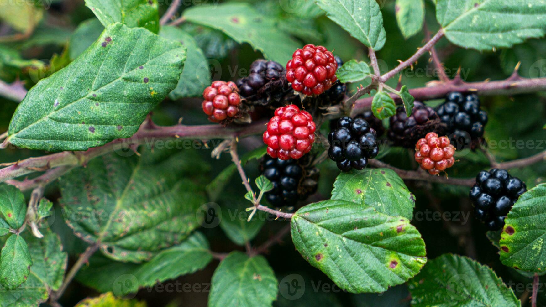 Ripe Blackberries on a Bramble Bush photo