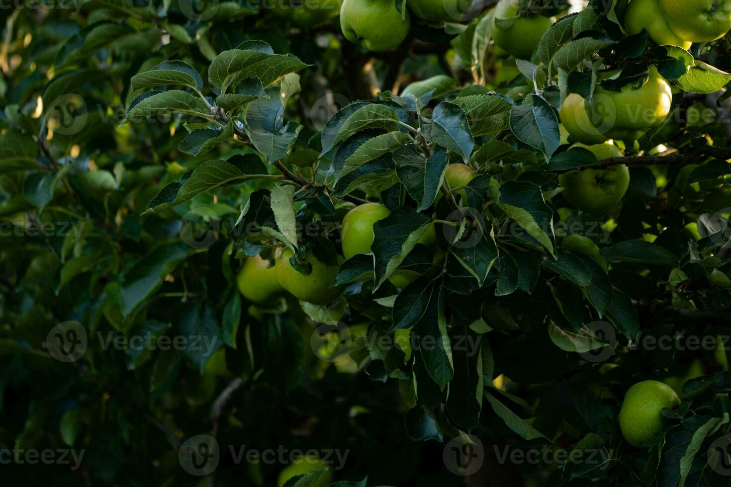 Green apples on tree branch photo