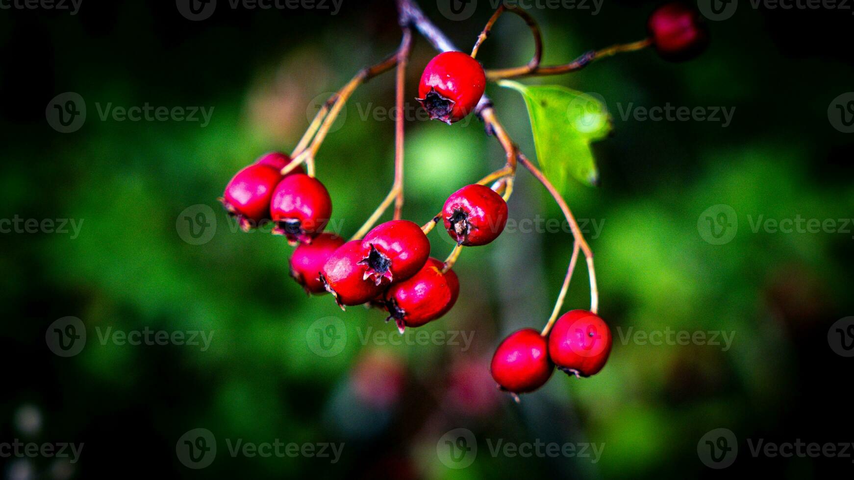 Macro Closeup of Ripe Hawthorn Berries in Autumn photo