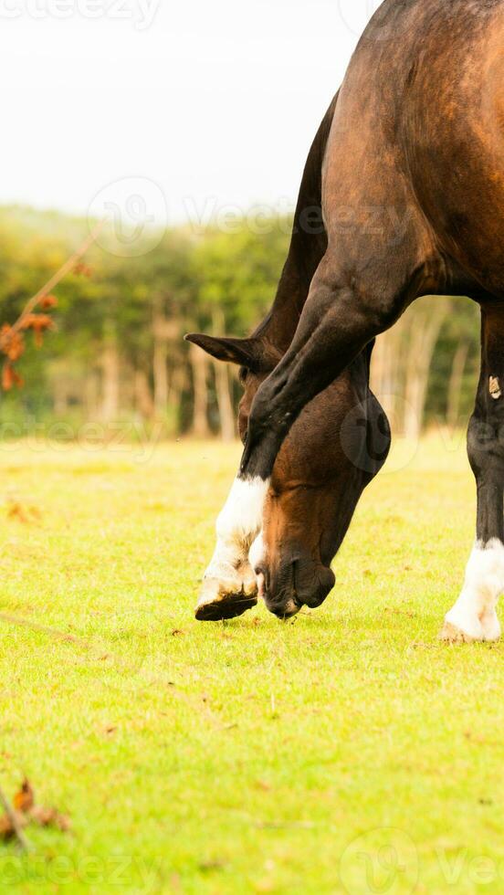 Chestnut Beauty Closeup of a Stunning Horse photo