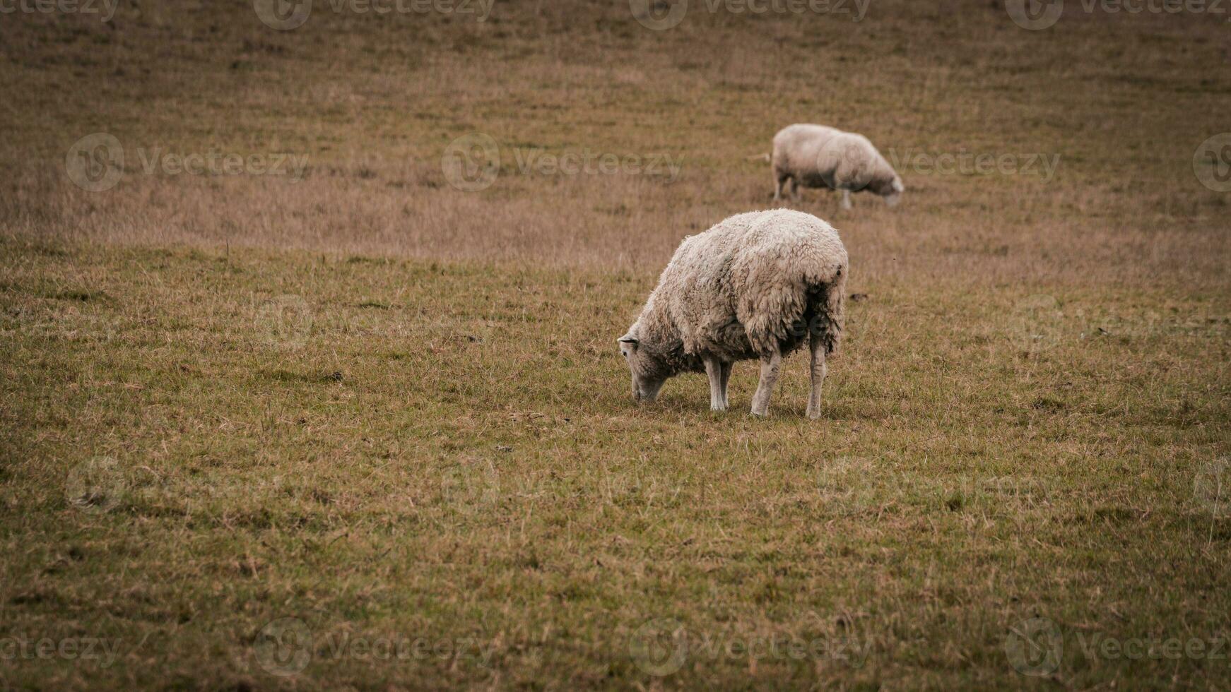 rebaño de lanoso oveja en un campo granja foto