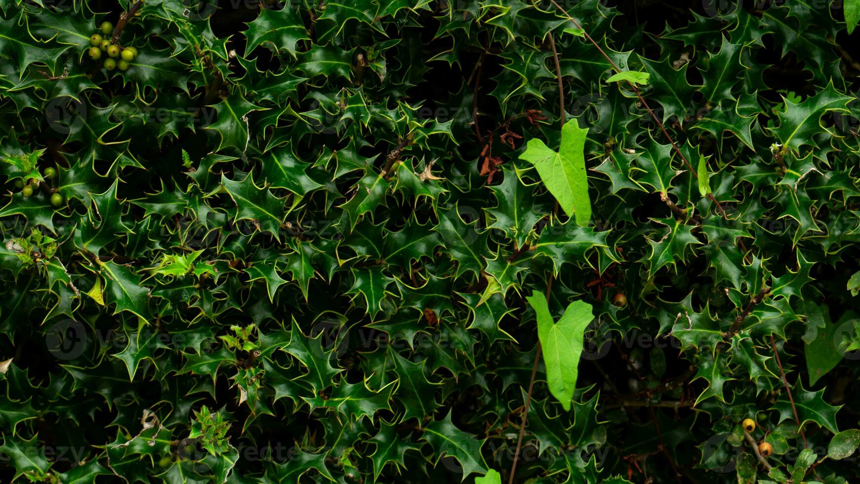 Tropical Jungle Abstract Top View Foliage photo