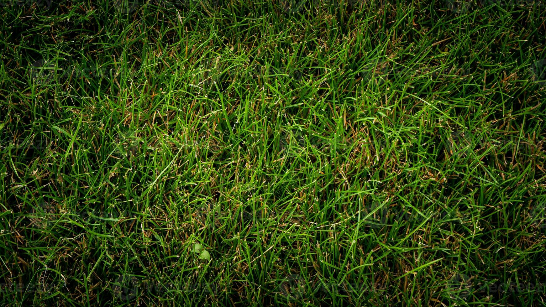 Texture background of green grass photo