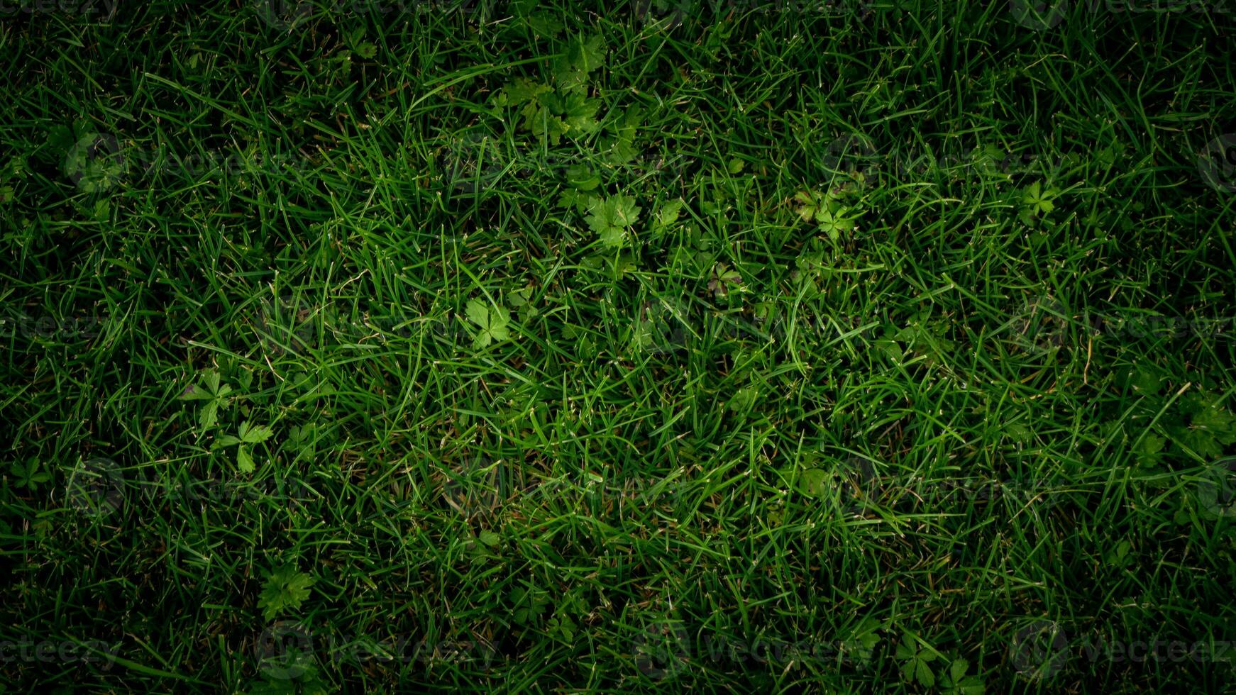 Texture background of green grass photo