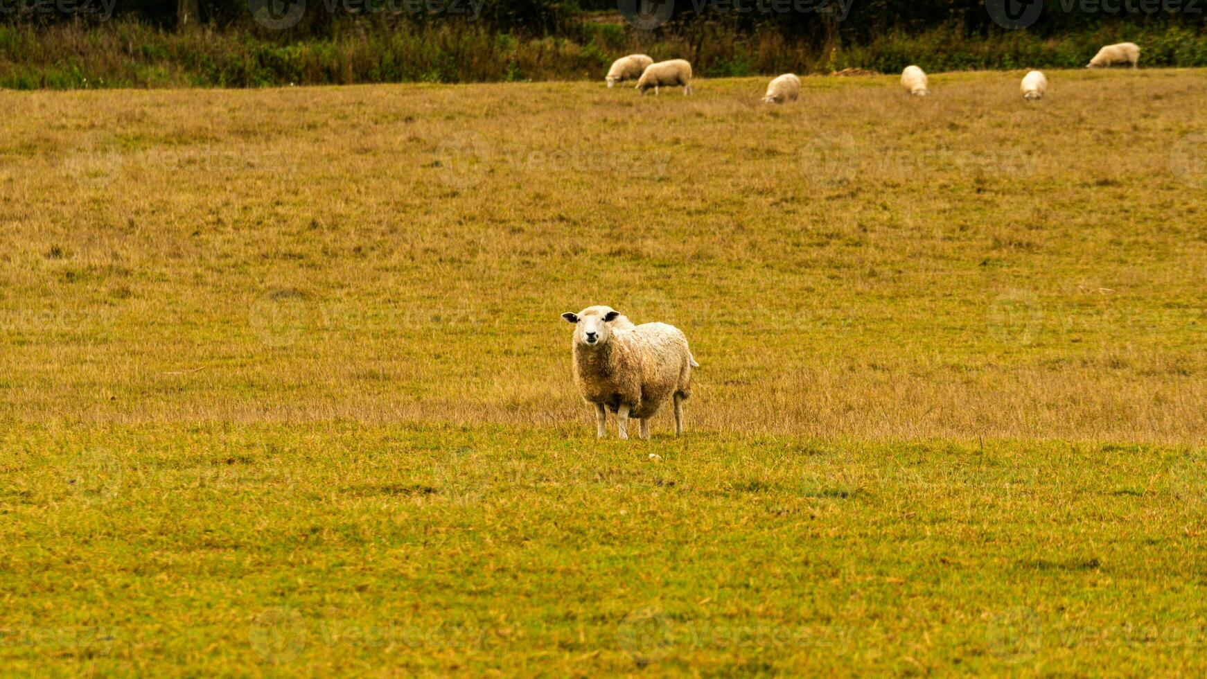 rebaño de lanoso oveja en un campo granja foto