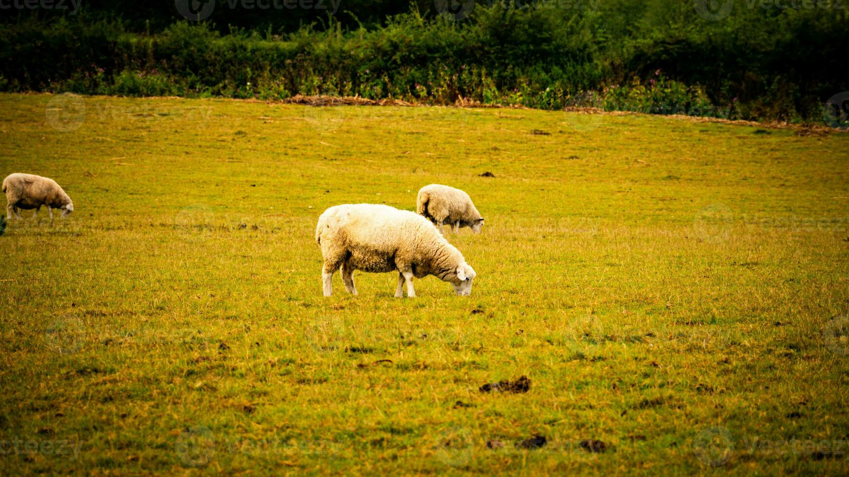 rebaño de lanoso oveja en un campo granja foto
