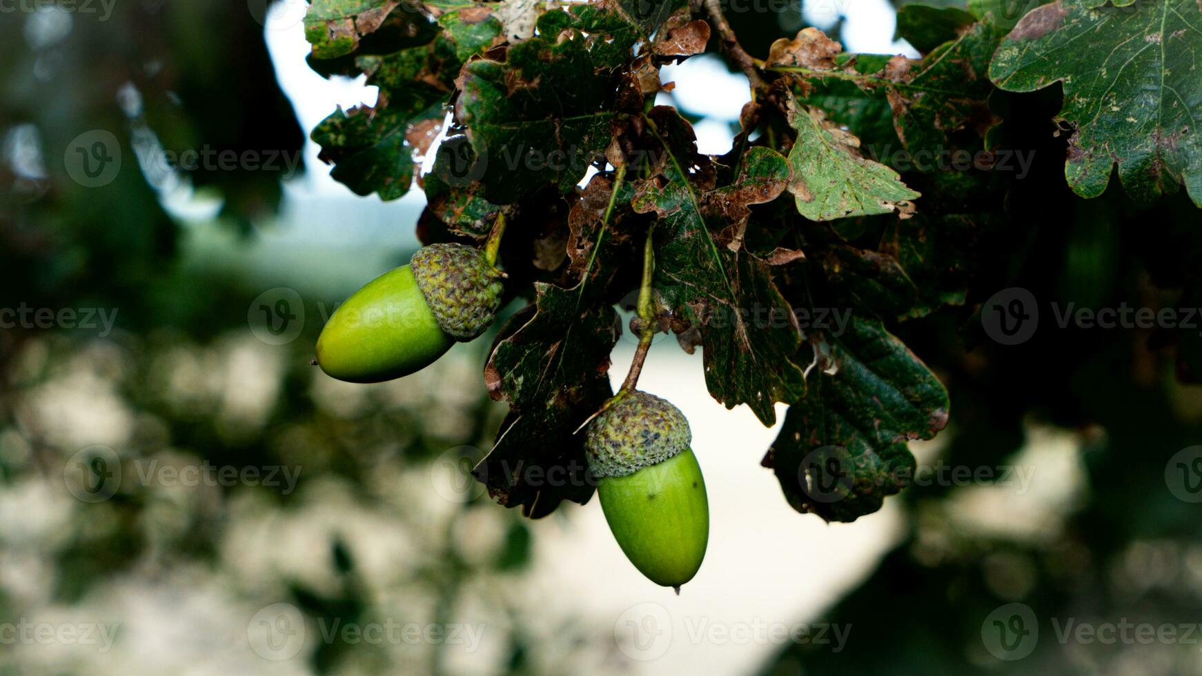Detailed Macro Shot of European Oak Leaf and Acorn photo
