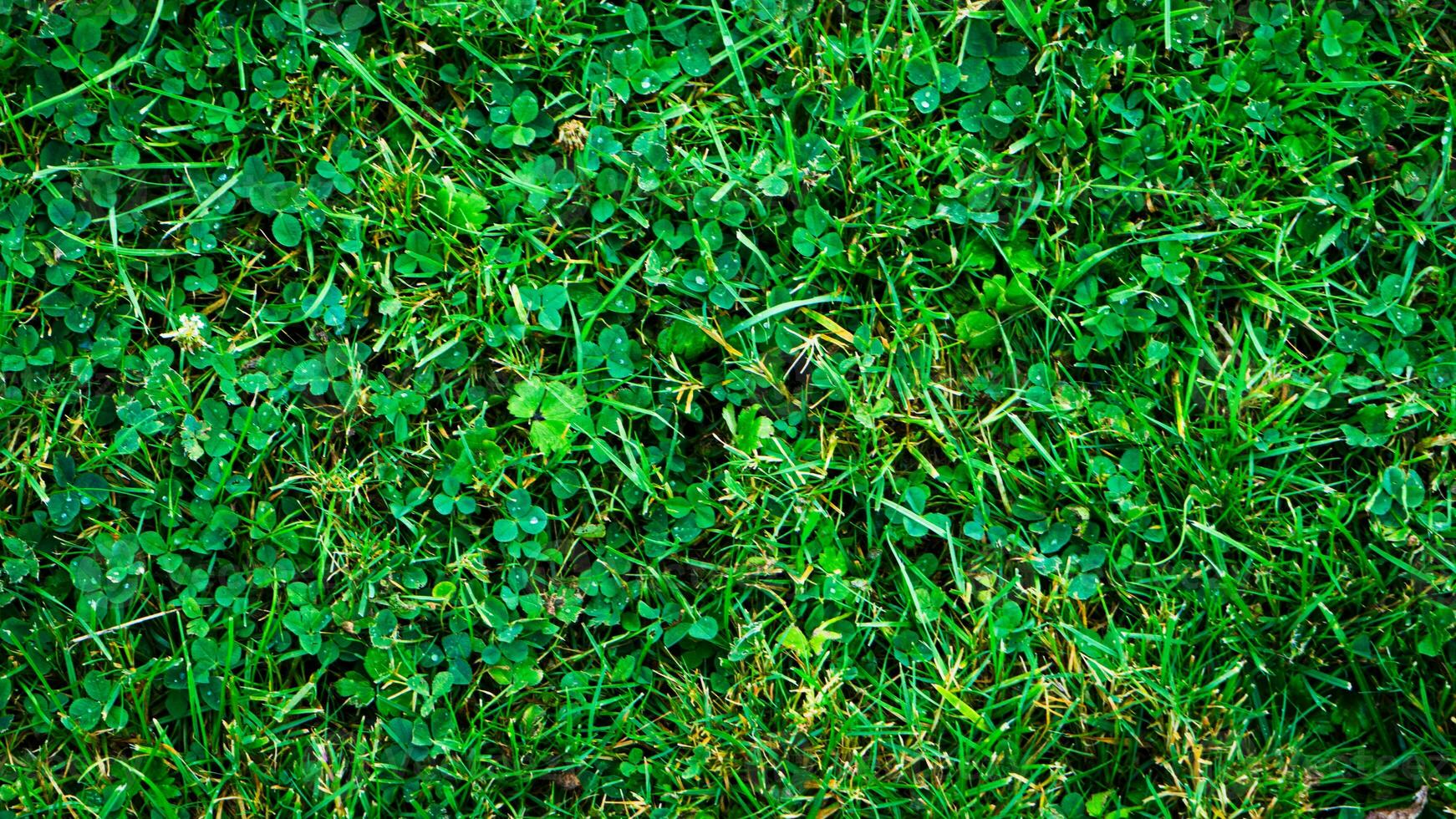 Texture background of green grass photo