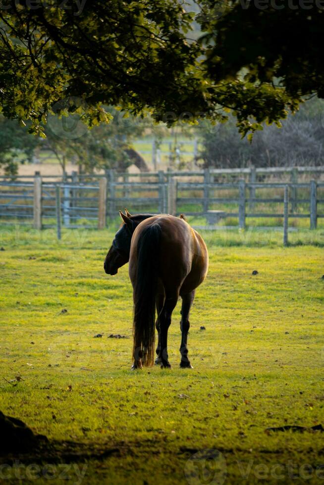 Horses in field at sunset sunrise photo