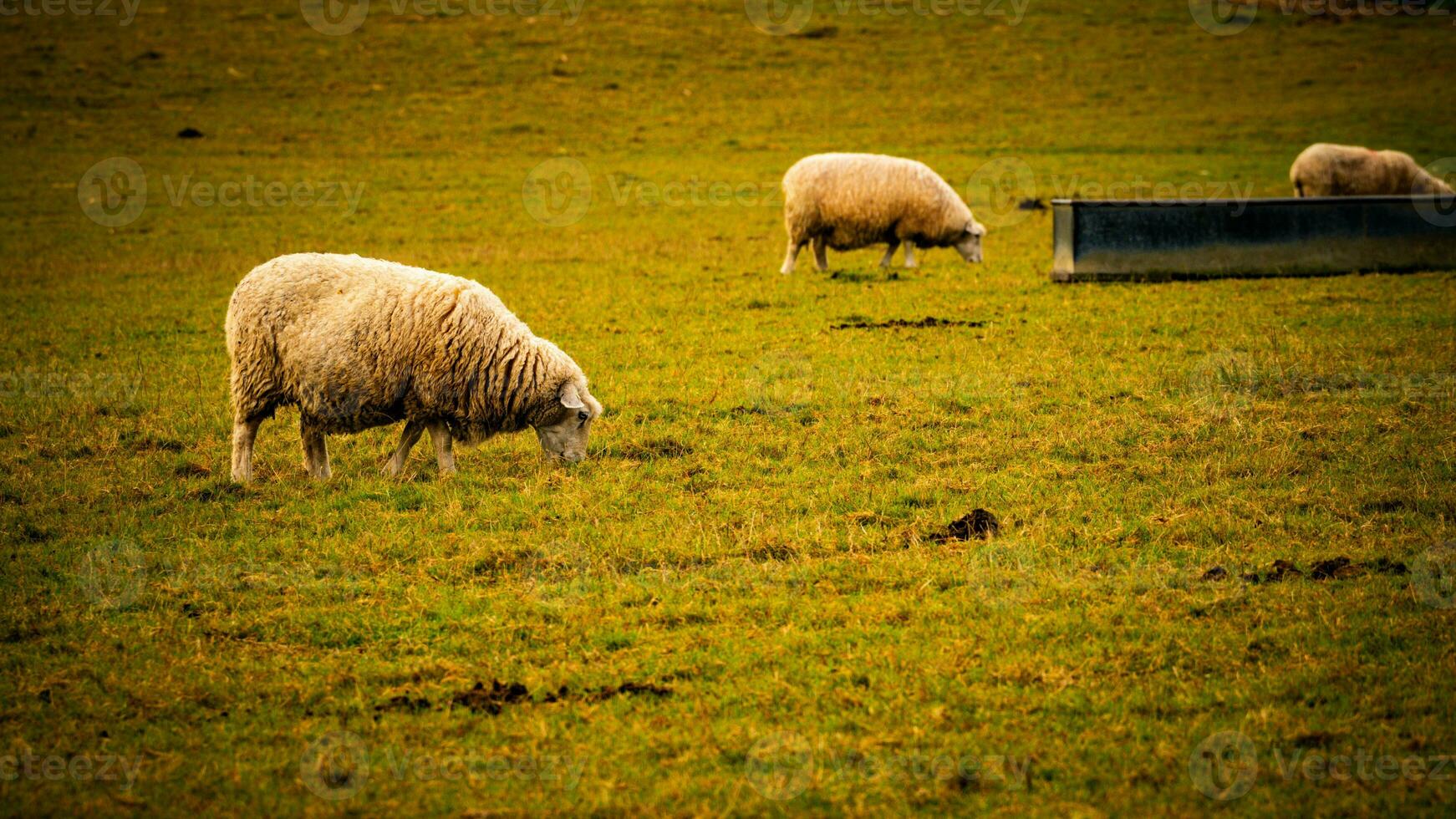 rebaño de lanoso oveja en un campo granja foto