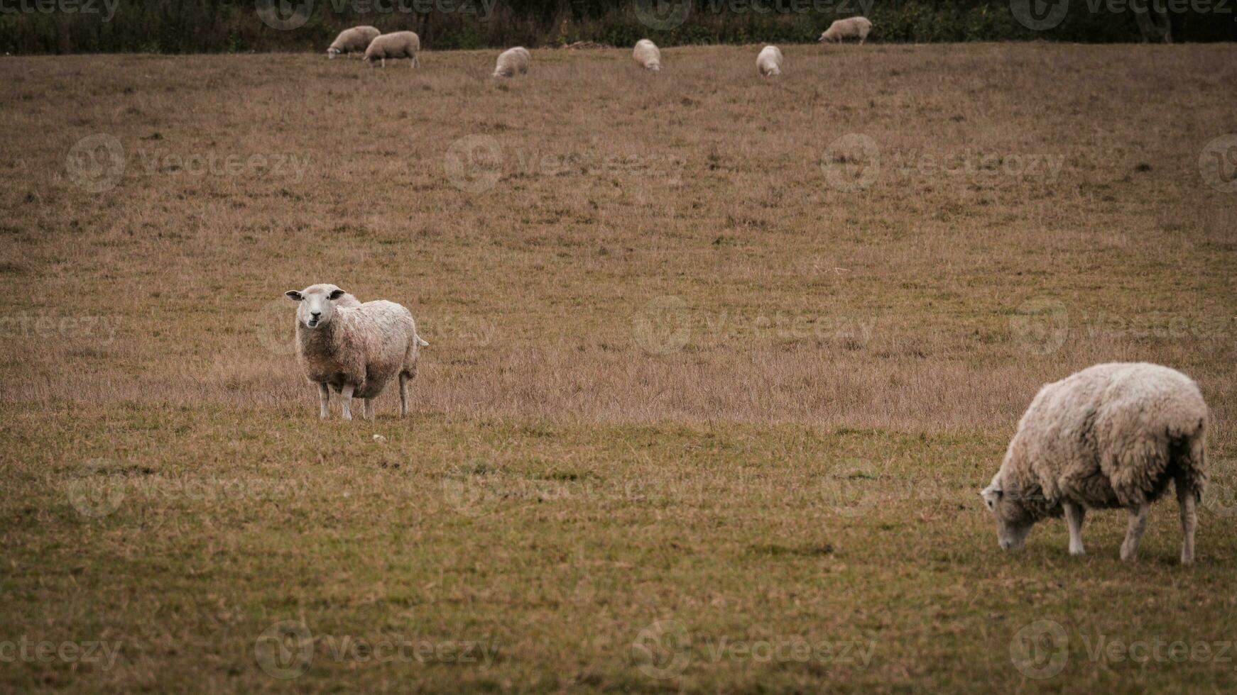 rebaño de lanoso oveja en un campo granja foto