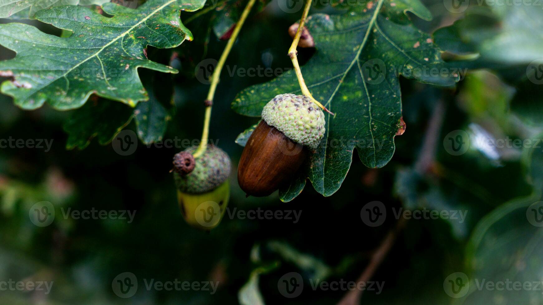 detallado macro Disparo de europeo roble hoja y bellota foto