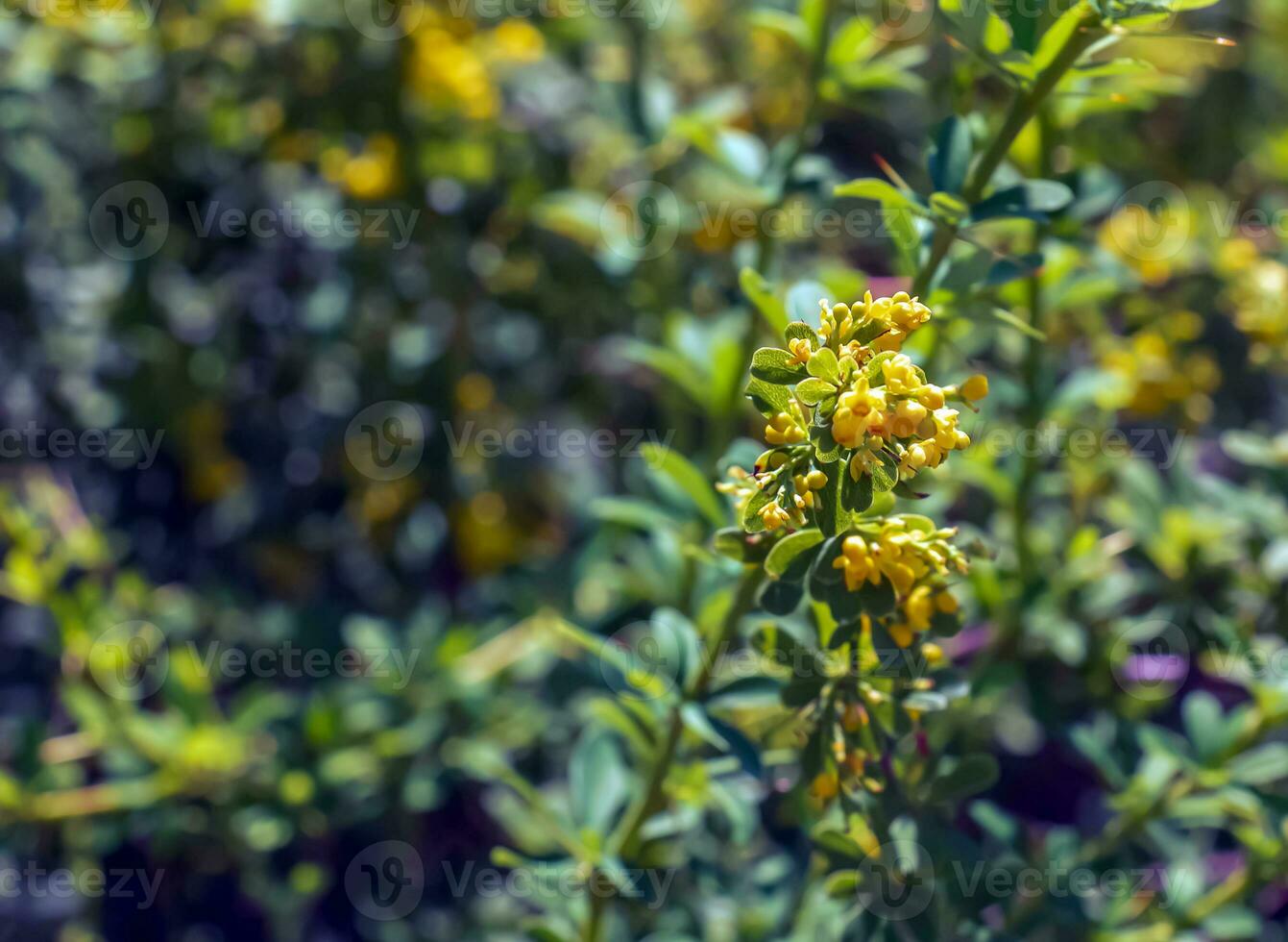 Unripe berries of scarlet firehorn Pyracantha coccinea, red firehorn photo