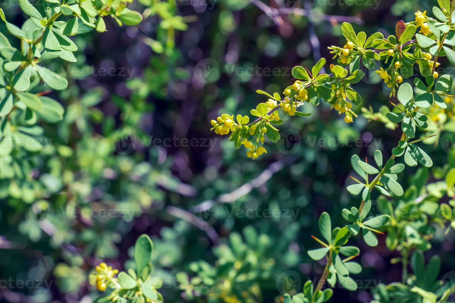 Unripe berries of scarlet firehorn Pyracantha coccinea, red firehorn photo