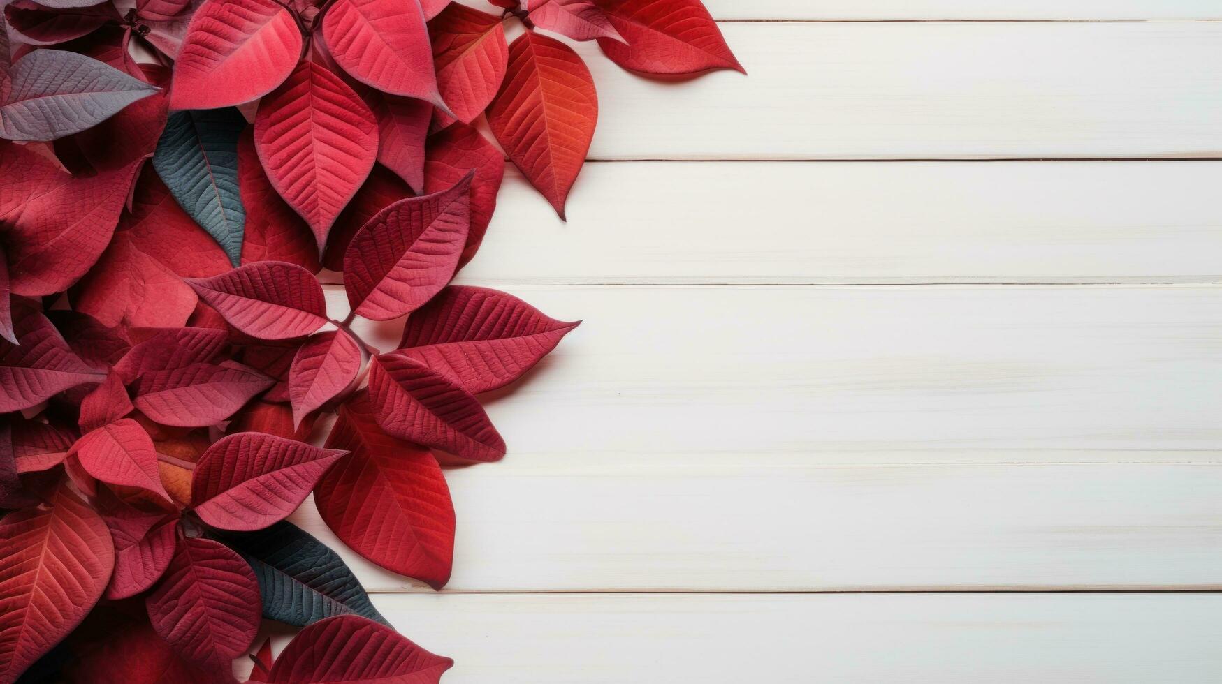 poinsettia flowers with copy space photo