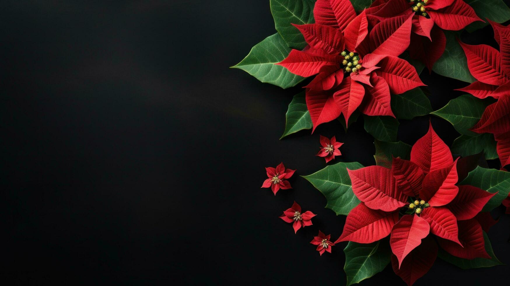 poinsettia flowers with copy space photo