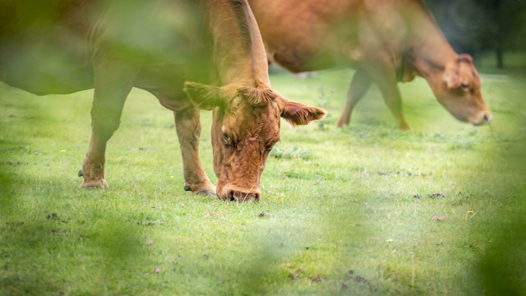 Rural Meadow Grazing Brown Cattle in Green Pasture photo