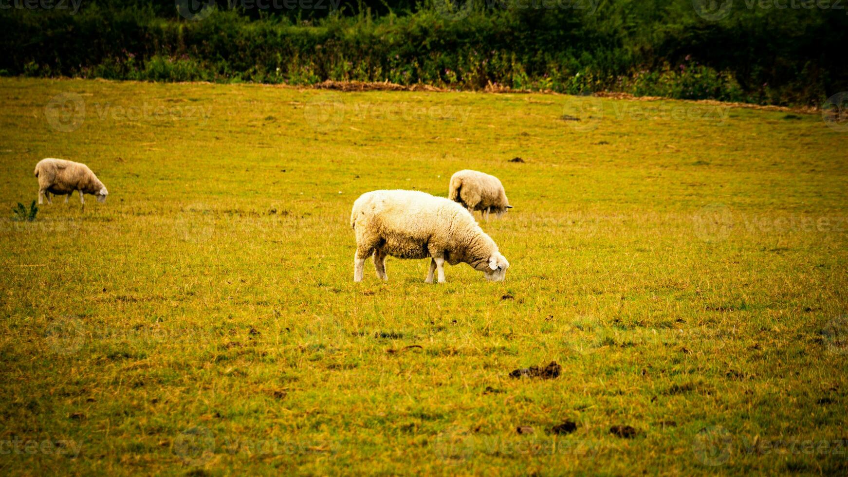 Flock of Woolly Sheep on a Countryside Farm photo